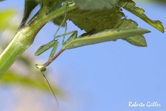 Pseudoxyops