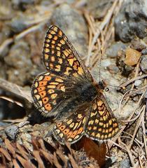 Euphydryas aurinia debilis