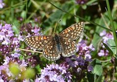Euphydryas aurinia debilis