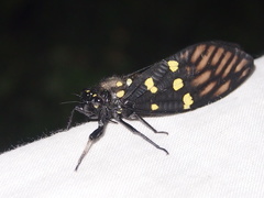 Gaeana maculata