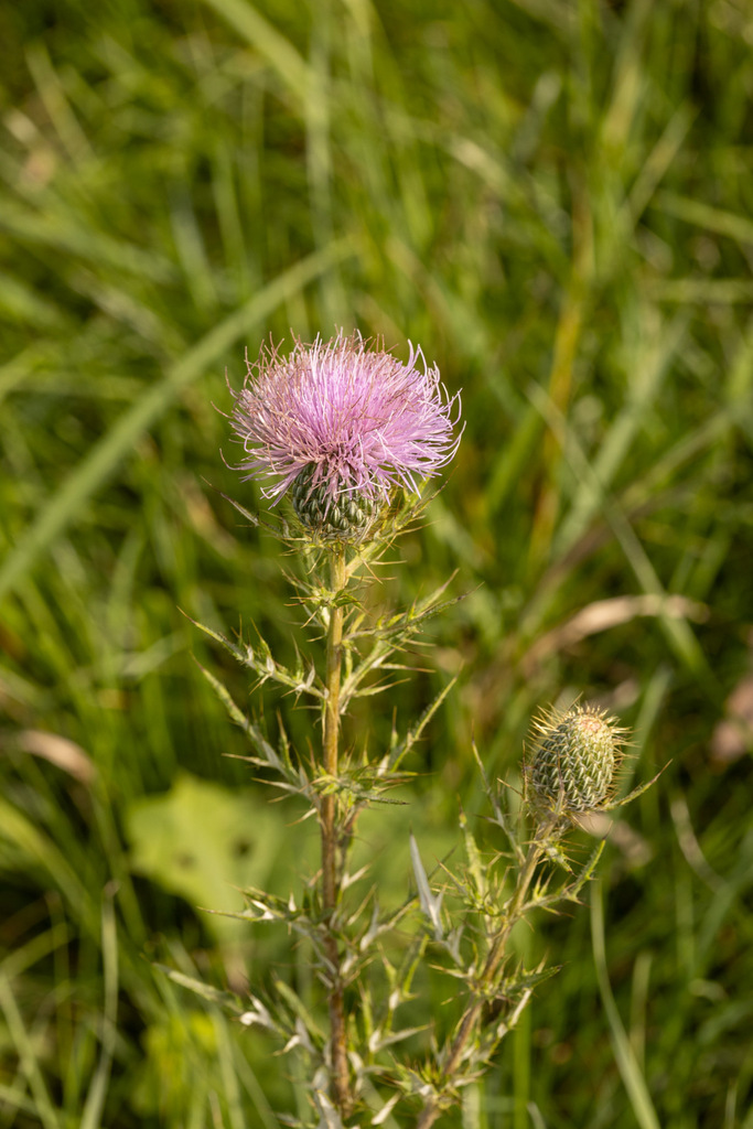 field-thistle-from-williams-bay-wi-usa-on-october-11-2023-at-02-25