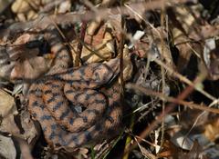 Vipera aspis aspis