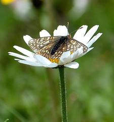 Euphydryas aurinia debilis