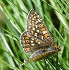 Euphydryas aurinia debilis