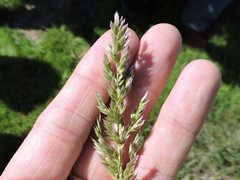 Poa arachnifera