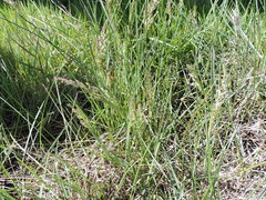 Poa arachnifera