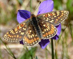 Euphydryas aurinia debilis