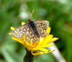 Euphydryas aurinia debilis
