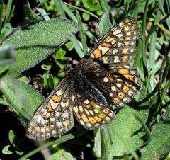 Euphydryas aurinia debilis