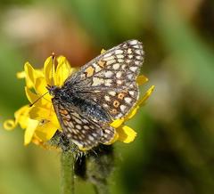 Euphydryas aurinia debilis
