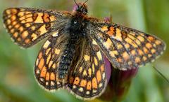 Euphydryas aurinia debilis