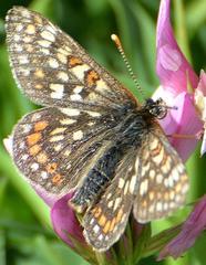 Euphydryas aurinia debilis