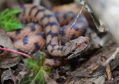Vipera aspis aspis