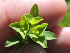 Euphorbia spathulata