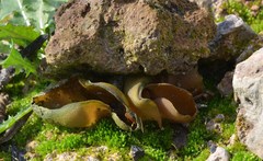 Daleomyces petersii
