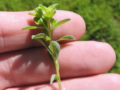 Euphorbia spathulata