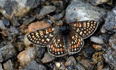 Euphydryas aurinia debilis