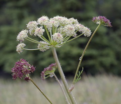 Cnidium cnidiifolium