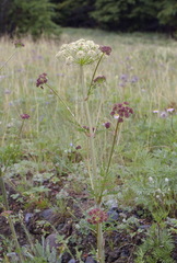 Cnidium cnidiifolium