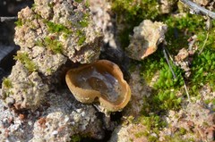 Daleomyces petersii