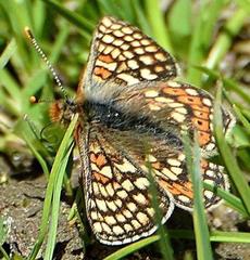 Euphydryas aurinia debilis