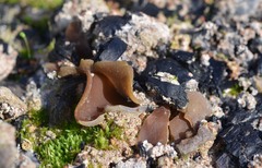 Daleomyces petersii