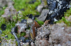 Daleomyces petersii