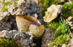 Daleomyces petersii