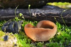Daleomyces petersii