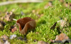 Daleomyces petersii