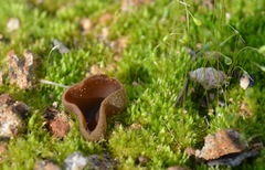 Daleomyces petersii