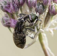Stephanocleonus ignobilis
