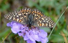 Euphydryas aurinia debilis