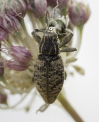 Stephanocleonus ignobilis