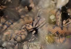 Vipera aspis aspis
