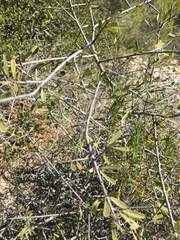 Rhamnus lycioides