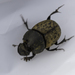 Onthophagus gibbulus - Photo (c) Shamil Murtazin, algunos derechos reservados (CC BY-NC), subido por Shamil Murtazin