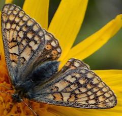 Euphydryas aurinia debilis
