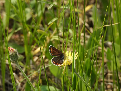 Geltontaškis Melsvys