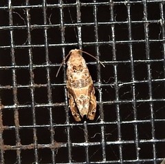 Lobesia physophora