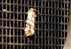 Lobesia physophora