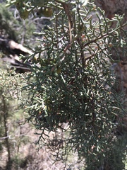 Juniperus phoenicea
