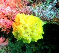 Leucetta chagosensis