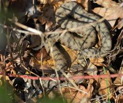 Vipera aspis aspis