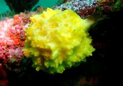 Leucetta chagosensis