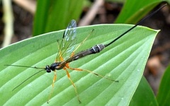 Rhyssella nitida
