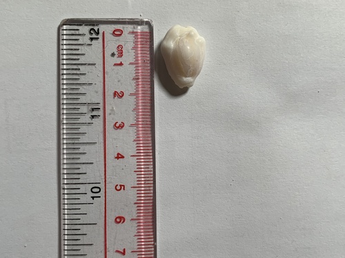 Money Cowry (Monetaria moneta)