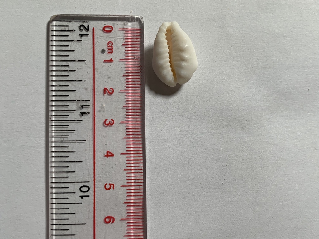 Money Cowry (Monetaria moneta) — recorded at Lucy's Reef