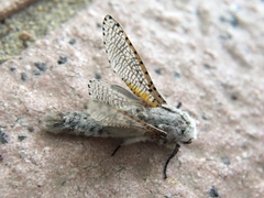 Polyphagozerra coffeae
