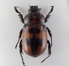 Cyclocephala mafaffa